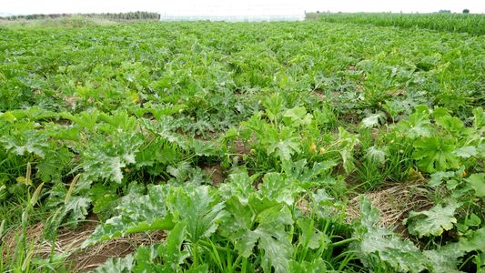 Тиквичките ни през месец юни 2018