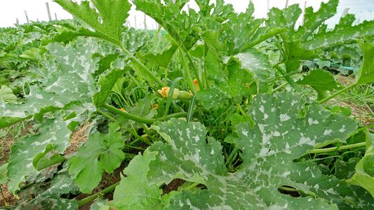 Тиквичките ни през месец юни 2018