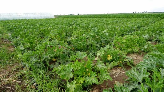 Тиквичките ни през месец юни 2018