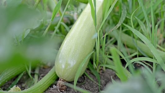 Тиквичките ни през месец юни 2018