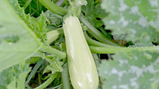 Тиквичките ни през месец юни 2018