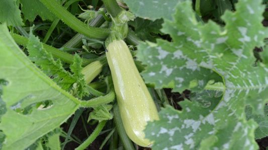 Тиквичките ни през месец юни 2018