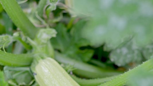 Тиквичките ни през месец юни 2018