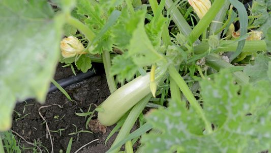 Тиквичките ни през месец юни 2018