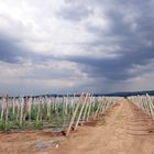 Доматите ни през месец юни