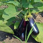 Патладжаните ни