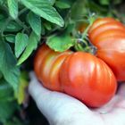 Няма други такива домати